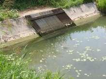 (Esox cisalpinus) e varie specie di ciprinidi.