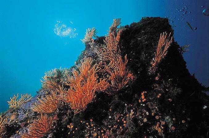 stato di conservazione dell habitat prioritario Prateria di Posidonia oceanica