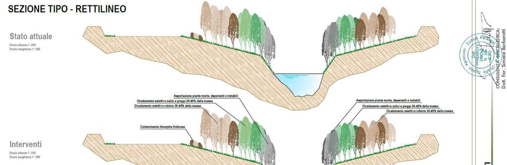 EFFETTI DELLA VEGETAZIONE ARBOREA RIPARIALE IN UN CORSO D ACQUA Effetti positivi della vegetazione ripariale: limita i fenomeni di erosione spondale, indirettamente riducendo la velocità della