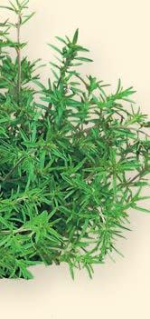 ORNAMENTALE SAPORE CURATIVA La Santolina è una pianta medicinale arbustiva molto aromatica (le