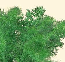 DRAGONCELLO (Artemisia dracunculus) SALSE SAPORE Il Dragoncello può essere utilizzato per aromatizzare uova, pesce, frutti di mare, carni.
