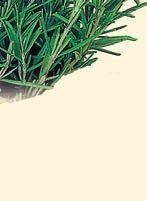 RUTA SALVIA ANANAS (Ruta graveolens) (Salvia elegans) TALE