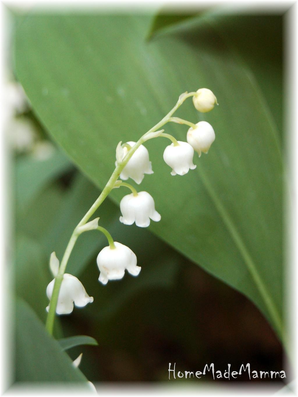 MUGHETTO Il mio nome è mughetto e sono proprio un piccoletto I miei fiori escono a maggio quando il sole ha caldo il raggio. Innocenza e serenità simboleggio qua e là.