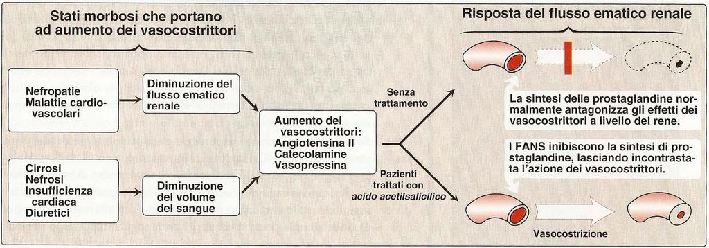 EFFETTO SUL RENE DELL INIBIZIONE DELLA SINTESI DELLE PROSTAGLANDINE PER OPERA