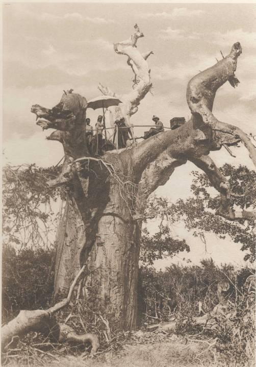 Adozione di nuove tecniche di rilevamento Stazione di triangolazione su un baobab dove veniva poi alzato