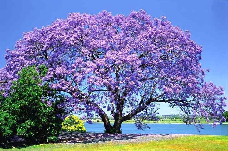 Elementi del Verde LAVANDA Lavandula Angustifolia JACARANDA Jacaranda Mimosifolia