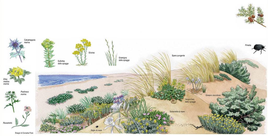 Altre specie utilizzate: Medicago marina, Echinophora spinosa, Euphorbia paralias, Pancratium maritimum, Solidago litoralis, Helichrysum stoechas.