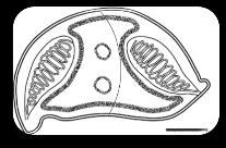 Enteromyxum spp. Myxozoa E.