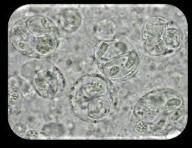 Enteromyxum leei Ciclo biologico diretto (fish-to-fish) Spore Stadi presporogonici Ospiti alternati Enteromyxum leei Fattore