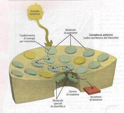1) Quale è il meccanismo che consente il