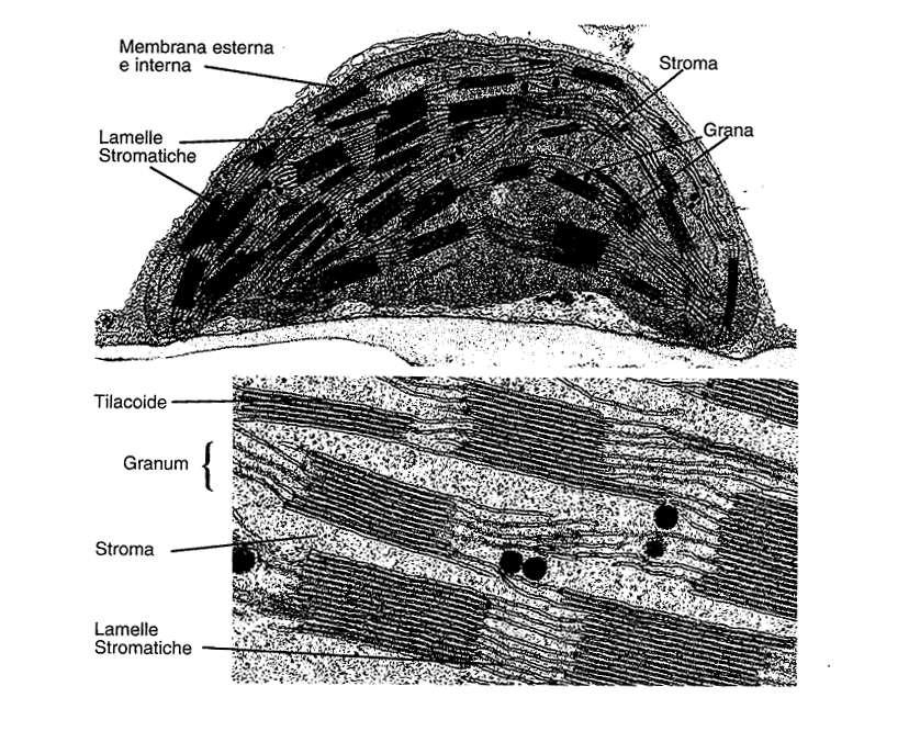 Tilacoidi : sede delle reazioni di cattura dell energia luminosa Stroma: sede