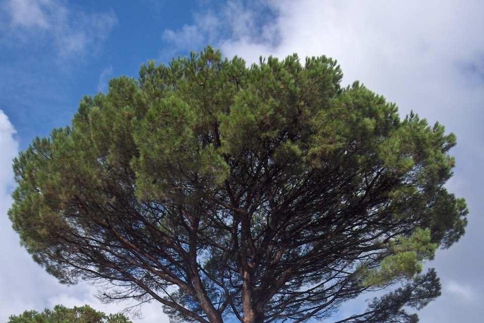 palme e possono essere abbattute senza autorizzazione) Gli alberi privati di pregio che presentano