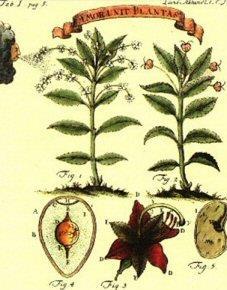 Pochi anni dopo, nel 1751, in un'altra grandiosa opera la Filosofia botanica, ha ordinato anche il mondo delle piante seguendo come criterio