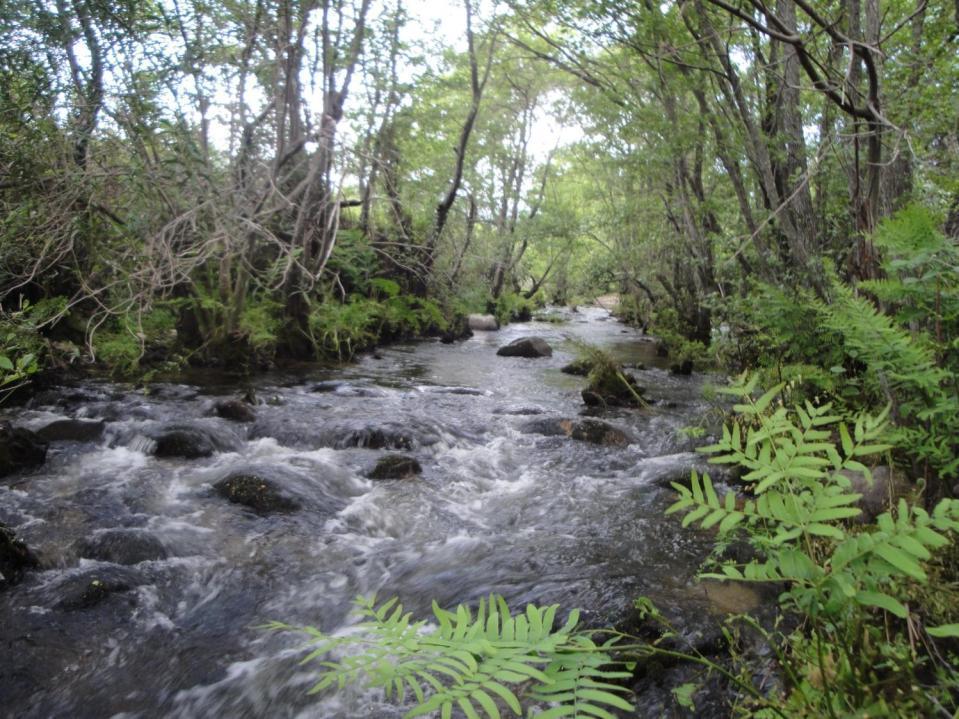 Local hydro-morphology, habitat and RBMPs: new measures to improve ecological quality in