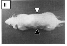 Applicando un campo magnetico oscillante si causa la loro agitazione e si provoca un surriscaldamento delle cellule in