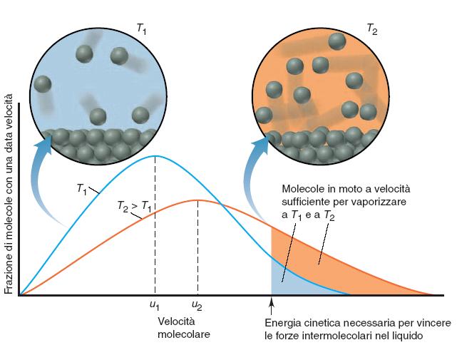 Effetto della temperatura sulla distribuzione delle velocità molecolari in un liquido Lab 65 Lab 67 Lab 74 Alla temperatura più alta T 2, l equilibrio viene raggiunto con un maggior numero di