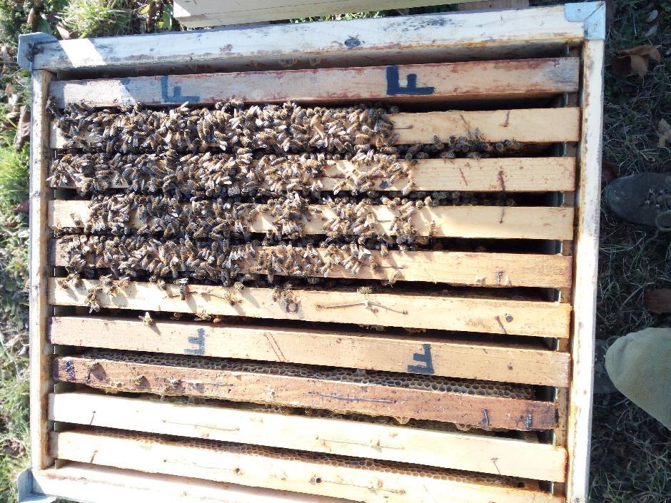 Lavori di stagione: Prima stringere poi allargare, dare spazio e nutrire Essere buoni apicoltori significa saper correttamente interpretare le esigenze delle nostre colonie di api intervenendo tutte
