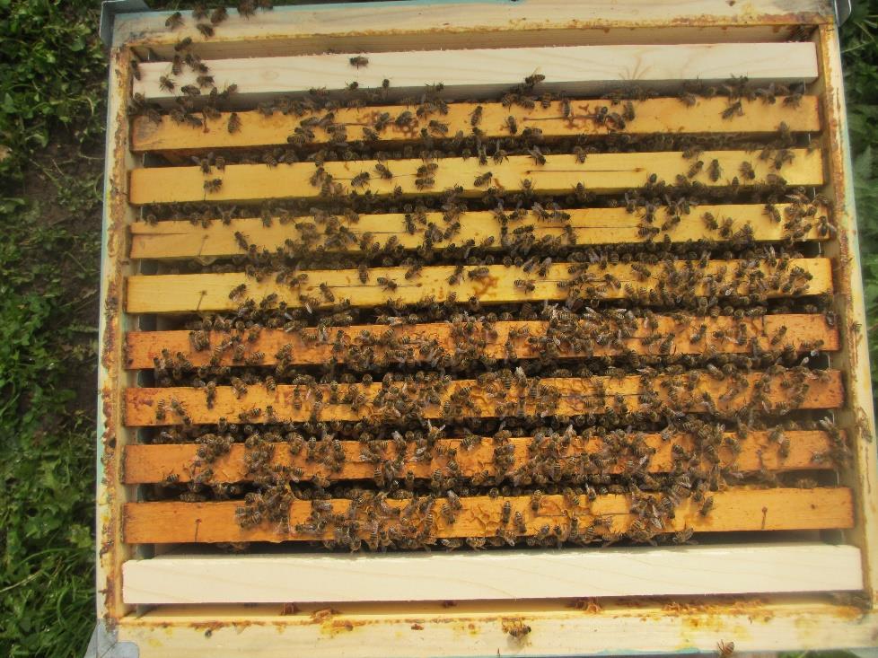 Se le colonie di api sono molto forti e coprono già 7-8 favi si può passare direttamente alla fase due.