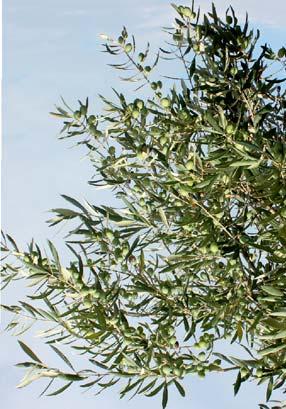 Le olive sono simili ma non tutte uguali.