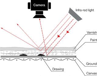 La componente riflessa nell ultravioletto/blu fornisce informazioni sulla