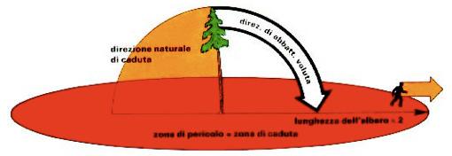 Azioni preliminari l abbattimento Determinazione della zona di pericolo Alberi inclinati in direzione opposta rispetto a quella di abbattimento La zona di coincide con quella di pericolo.