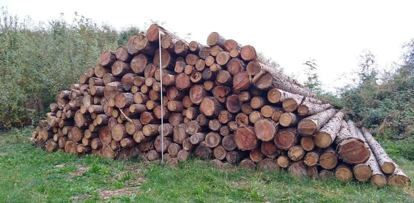 Pagina 7 di 12 Avviso d'asta pubblica Alienazione di materiale legnoso proveniente da miglioramento boschivo effettuato nell'anno 2017 in Castagneti e Rimboschimenti gestiti dal Consorzio Forestale