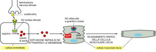 Azione dell Ossido di