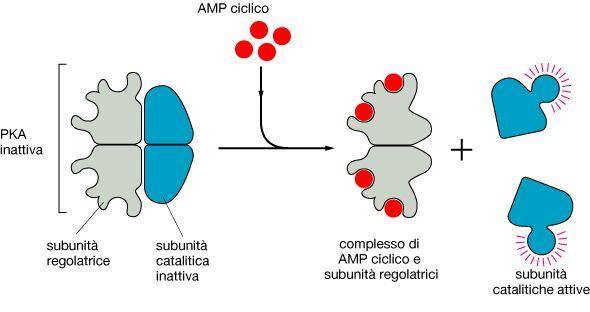 Solitamente il camp attiva la protein chinasi A che a sua