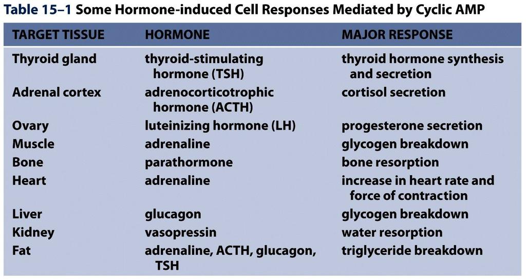 Table 15-1 Molecular Biology of