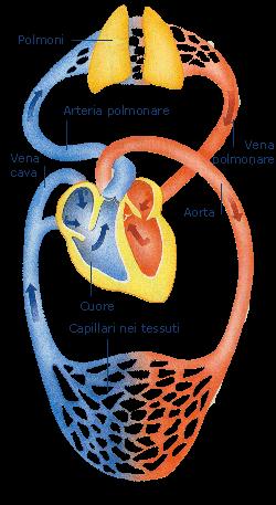 L'apparato cardiocircolatorio è costituito dal cuore e dai vasi sanguigni (arterie, vene e capillari), al cui