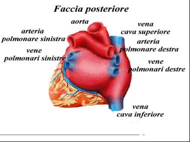 Il cuore sinistro è invece costituito da un atrio sinistro e da un