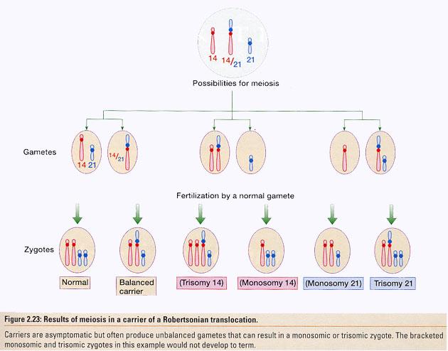 Meiosi in portatori di una traslocazione robertsoniana Sumner AT., Chromosomes: Organization and Function.