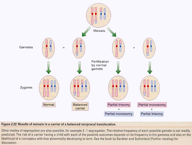 Meiosi in portatori di una traslocazione bilanciata Fig 2.22Results of meiosis in a carrier of a balanced reciprocal translocation.