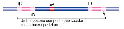 Gli elementi trasponibili possono causare mutazioni inserendosi all interno di un gene Due trasposoni