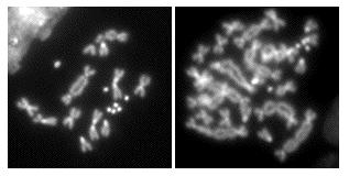 Poliploidia: acquisizione di uno o più assetti cromosomici aploidi (n) che porta ad avere un numero di cromosomi che è esattamente un multiplo del numero aploide diploide (2n= 4) triploide (2n= 6)