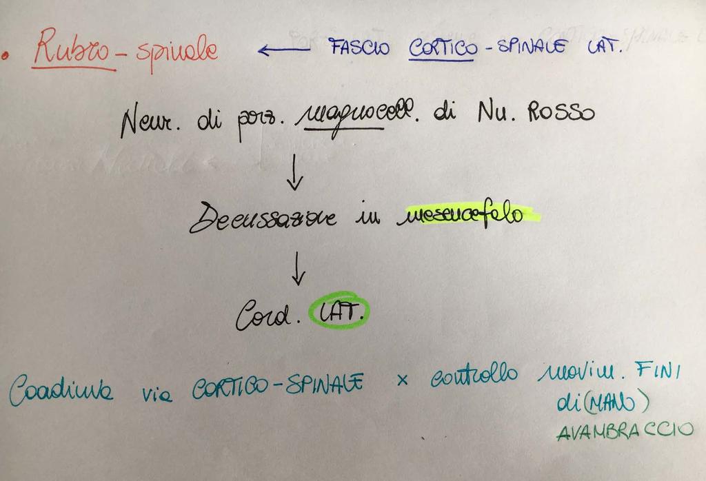 Fasci che originano da nuclei del tronco encefalico - sistema laterale- I nuclei