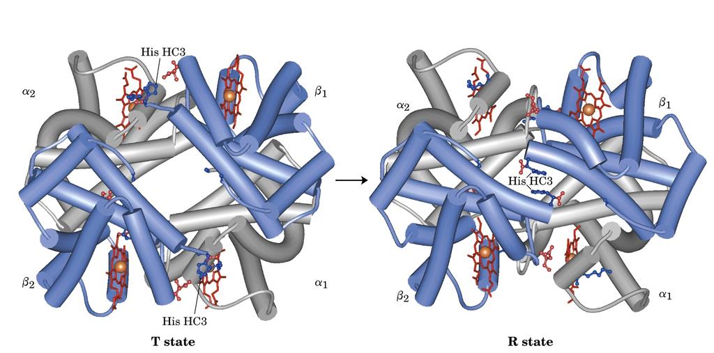 Il tetramero può adottare 2 conformazioni α 2 β 1 α 2 β 1 β 2 α 1 β 2 α 1 Stato T : bassa affinità per l O 2 Stato R: alta affinità per l O 2 (deossigenata) (ossigenata)