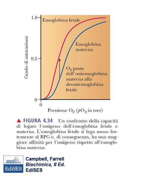 La po 2 del sangue periferico fetale (10-12 mm Hg) è più bassa di quella del sangue placentare (25-40 mm Hg).