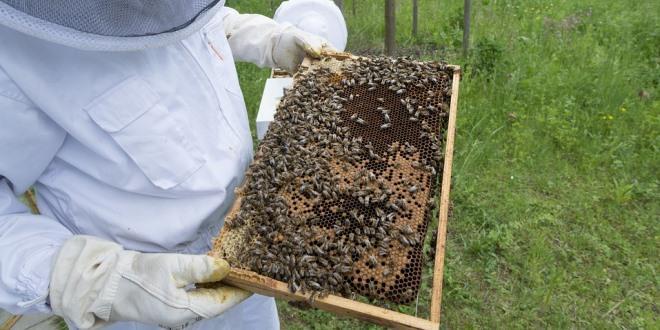 Varroasi indicatori: V1 Indicatore frequenza delle osservazioni sulle api adulte (S1) Punteggio zero nessuna osservazione sulle api estive ed autunnali, punteggio 1 osservazioni ogni 15 giorni,
