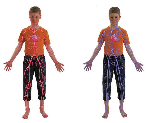 La circolazione del sangue La circolazione del sangue ha due funzioni: rifornire le cellule di ossigeno (O 2 ), nutrienti e ormoni, rimuovendo il diossido