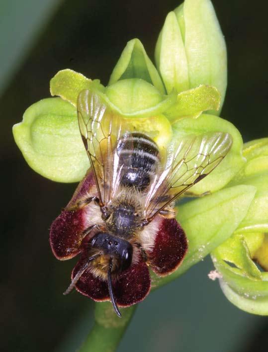 Pseudocopulazione addominale di Andrena flavipes su Ophrys zonata