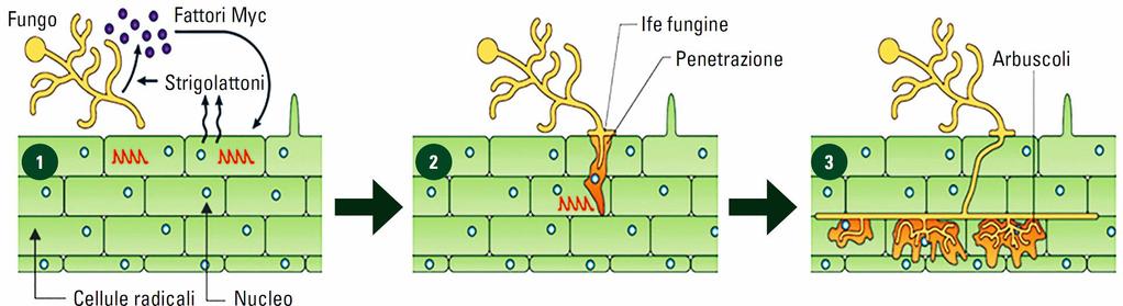 La colonizzazione delle radici può derivare da tre fonti principali di inoculo (propaguli) nel terreno: spore, frammenti di radici infetti e ife.