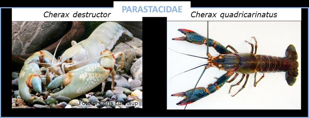 3 Procambarus clarkii è una specie originaria degli Stati Uniti meridionali è ormai diffusa in quasi tutto il mondo con abbondanti popolazioni.