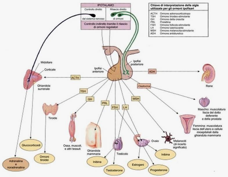 IPOTALAMO ed IPOFISI tramite