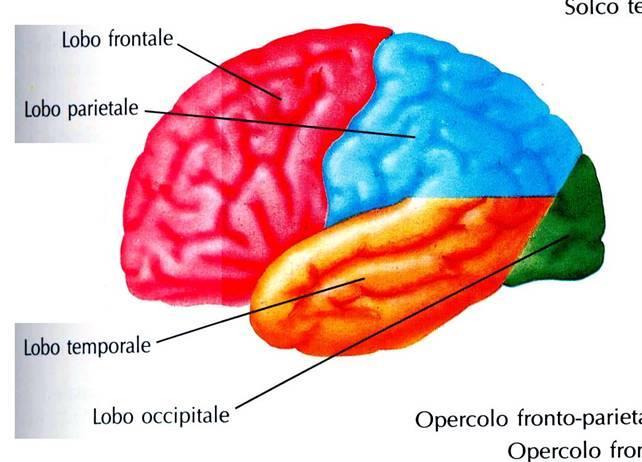 Suddivisione degli emisferi telencefalici in