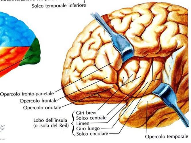 Il lobo dell INSULA si trova