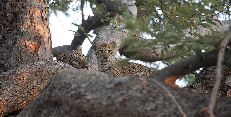 Lower Zambezi National Park Il parco nazionale del Lower Zambezi si può ritenere tutt oggi ancora tra i più selvaggi è questa caratteristica è senza dubbio uno dei suoi maggiori pregi.