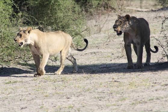 South Luangwa National Park Il South Luangwa National Park è uno dei parchi nazionali più rinomati dello Zambia, noto per la sua abbondanza di animali selvatici e peri frequenti avvistamenti di