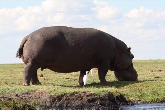 Oltre a una numerosa popolazione di felini, principalmente leoni e leopardi, il parco ospita una grande abbondanza di elefanti, ippopotami, bufali e specie endemiche quali la giraffa di Thornicroft,