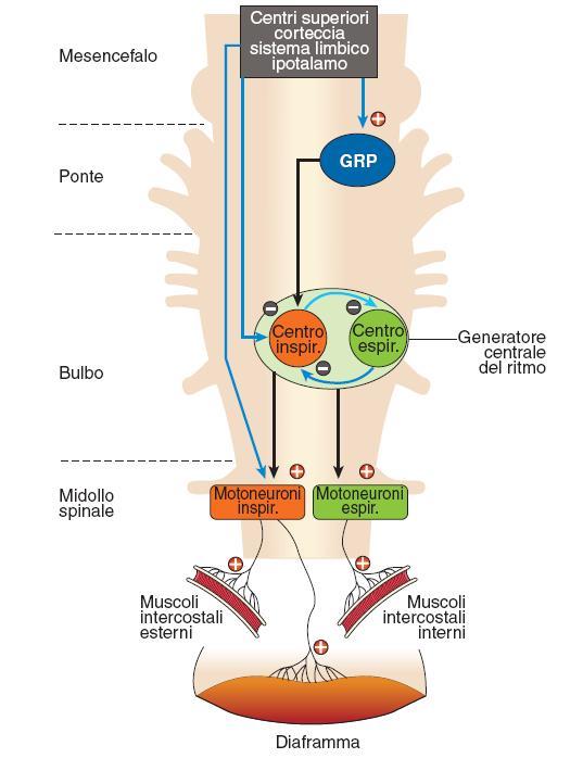 durante l espirazione I centri pontini GRP-Gruppo Respiratorio Pontino (centro pneumotassico) Modulano l attività dei